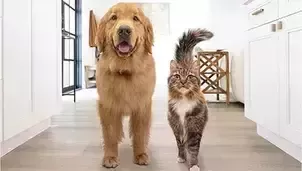 ピュリナ プロプラン ペテナリーダイエット 犬と猫