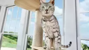 ピュリナ ワン 猫
