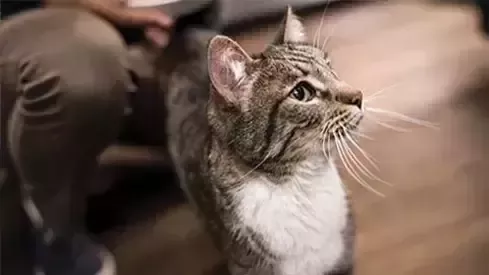ピュリナ プロプラン ベテリナリーダイエット 猫