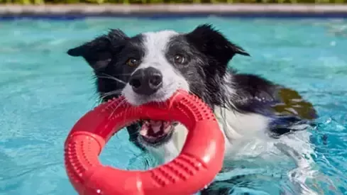 ピュリナ ワン 犬