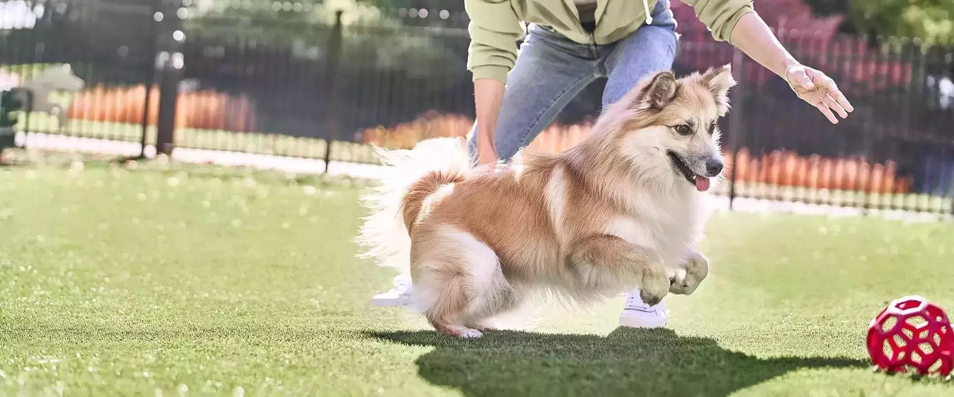 ペットケア