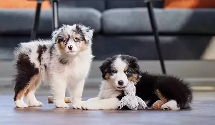 ピュリナ プロプラン 男性と犬