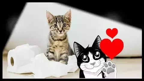 フィリックス キャット 1