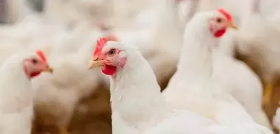 ネスレは、欧州において、主要ブランドで、より高い鶏の愛護基準へ