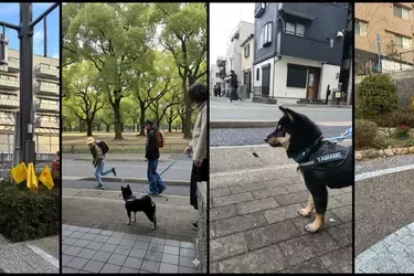 わんわん見守り隊プロジェクト トップ画像