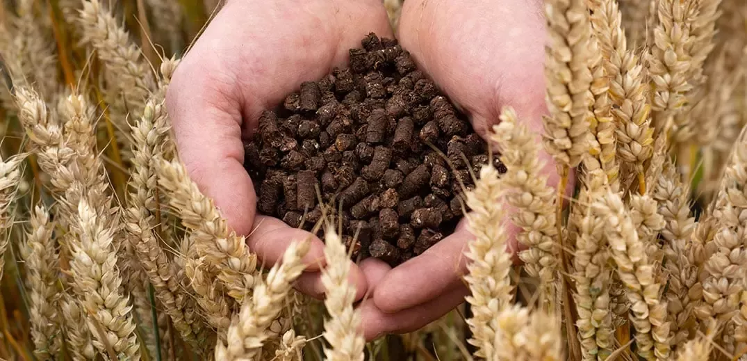hands in a wheat field holding fertilizer