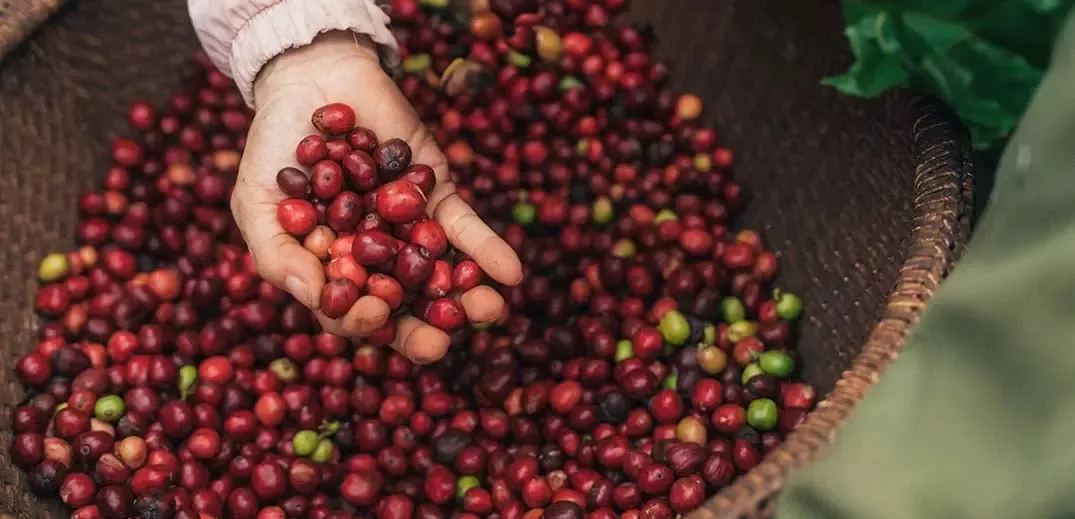Raw coffee beans