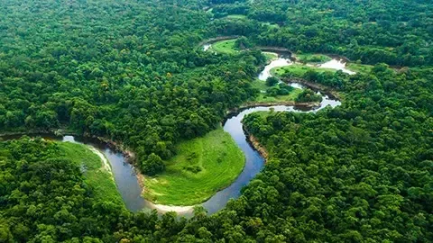 River among the woods