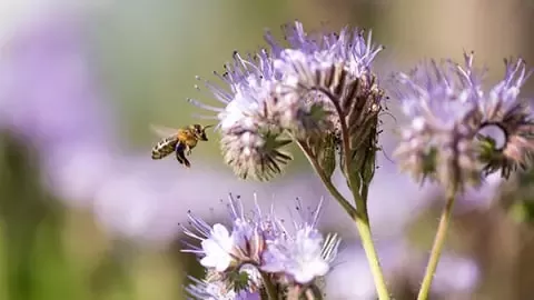 自然、生物多様性、環境に対するアプローチ