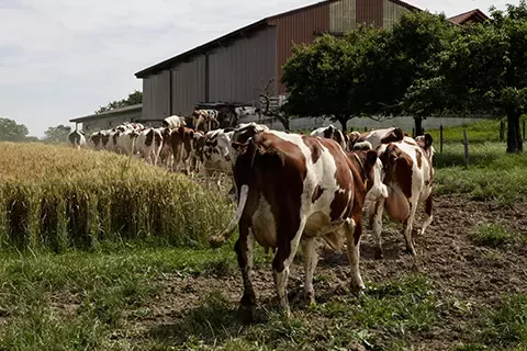 動物福祉