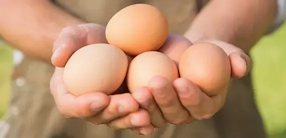 20171107-cagefreeeggs