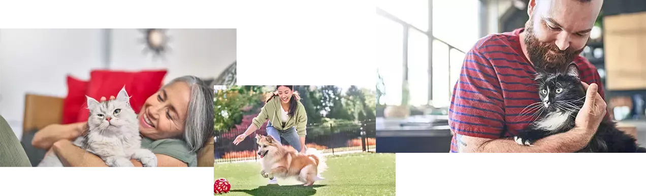 petcare_image2