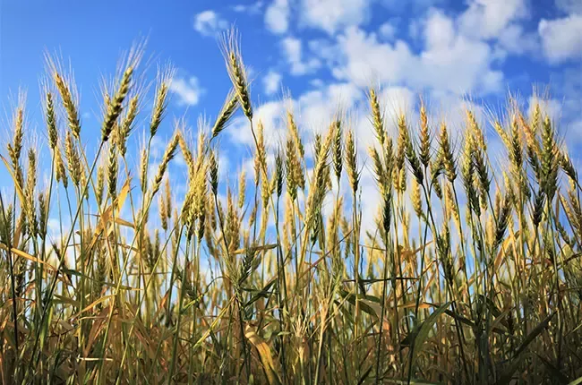 sdgs_food_loss_3