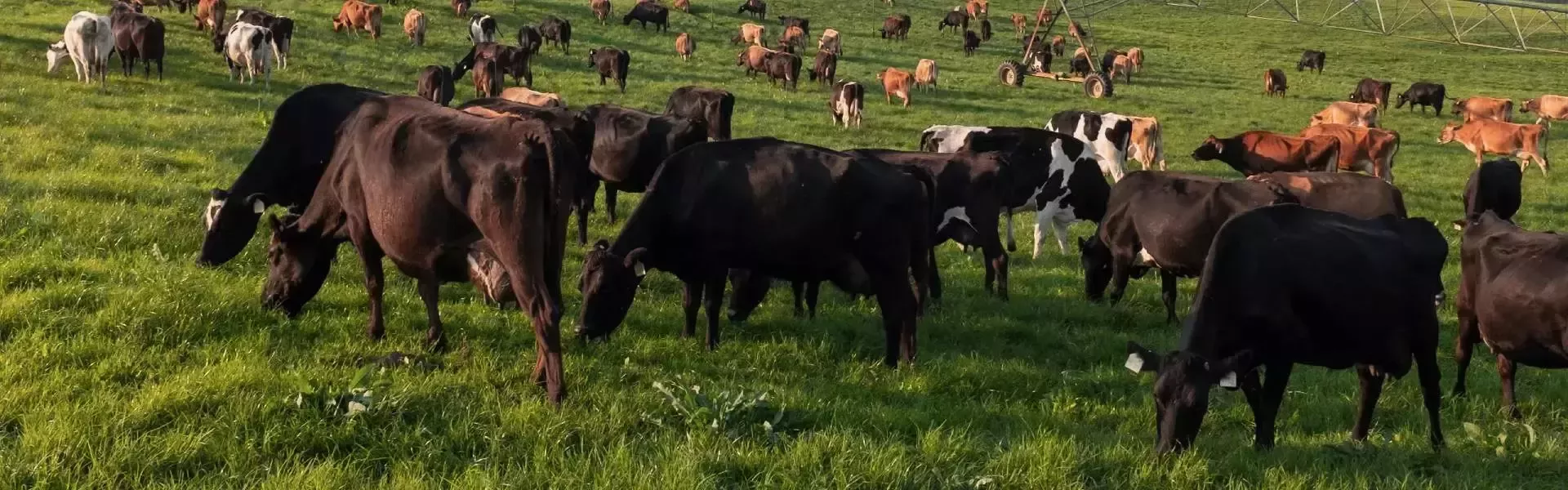 sustainability-dairy-article-header-fw