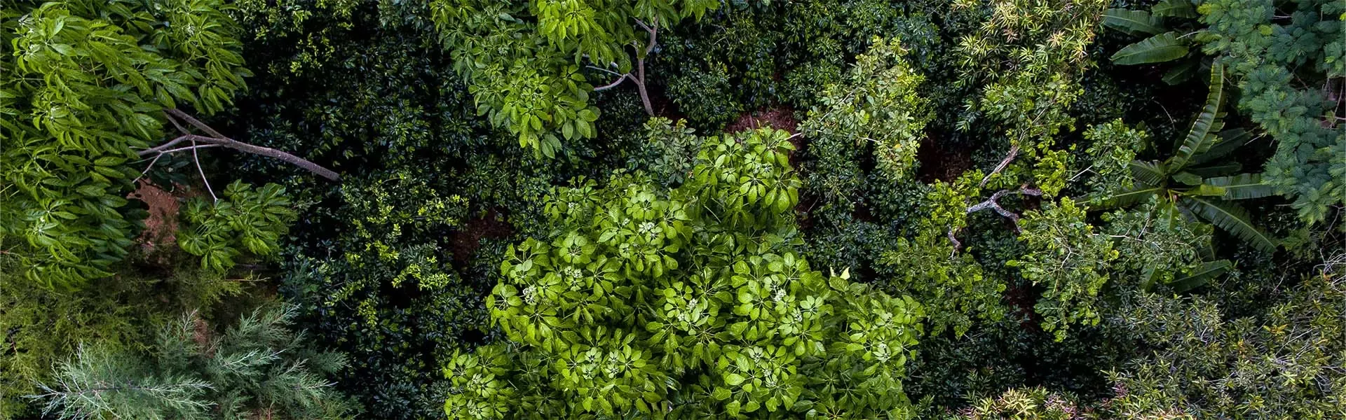 sustainability-nature-forest-positive-artical-header-fw