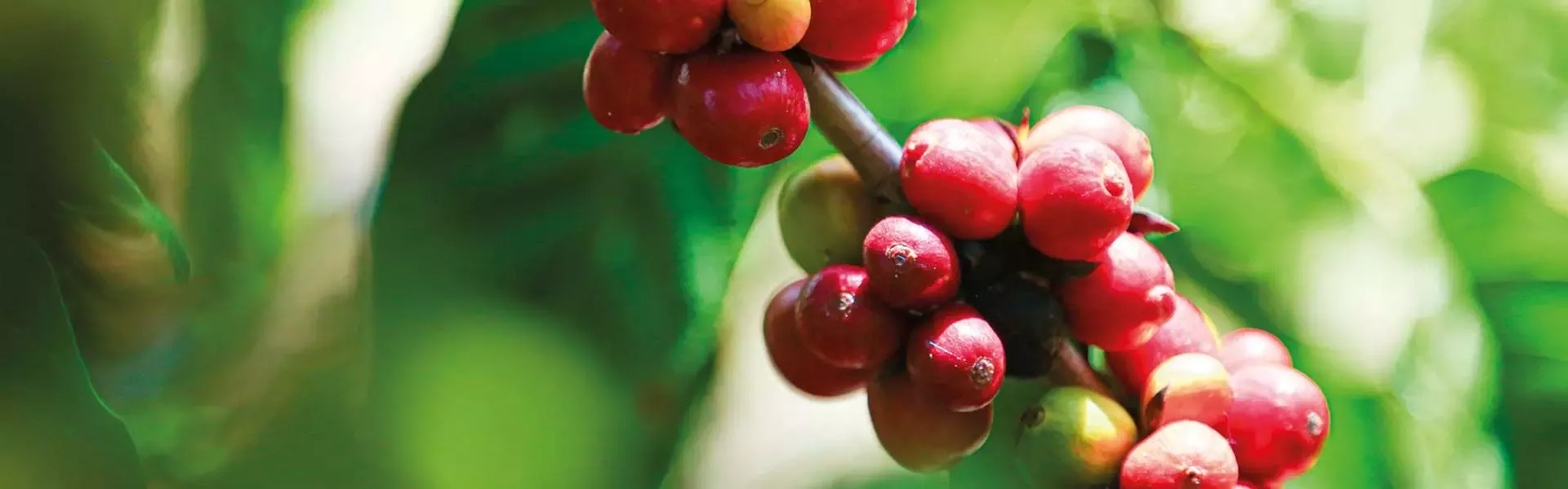 sustainability-raw-materials-coffee-article-header-fw