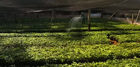 sustainability-raw-materials-coffee-brazil-wide