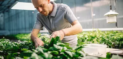 sustainability-raw-materials-coffee-plantlets-wide
