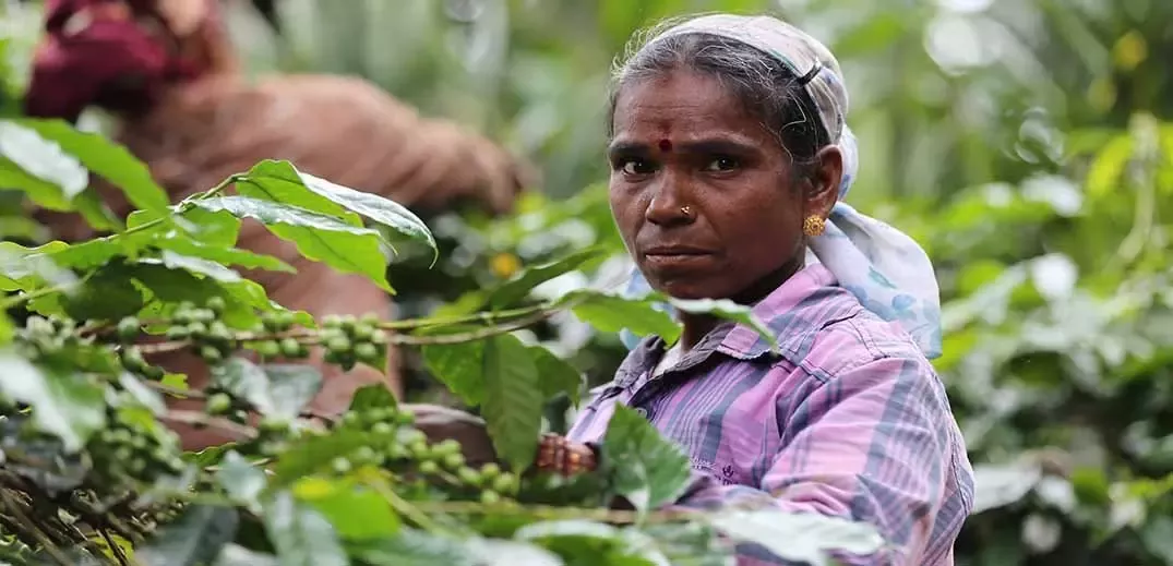woman-coffee-farmer-wide